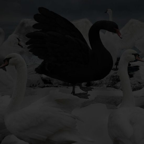 Black-Swan-BG-2-Dark